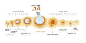 Ovulation chart and female menstrual cycle