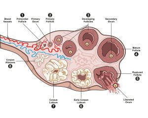 Ovulation steps