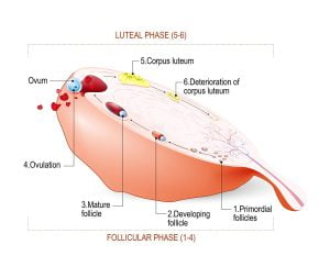 Ovulation and changes in ovary