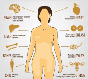 The influence of estrogen on various organs