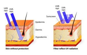 Ultra violet (UV) rays penetration deep into the skin