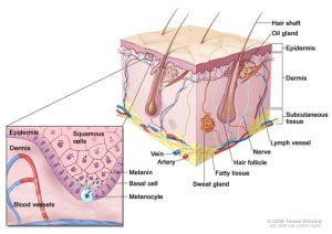 Layers of the skin (melanocyte)
