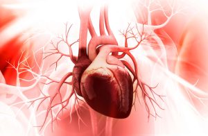 Human heart image
