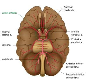 Blood supply of the brain