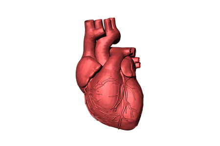 heart