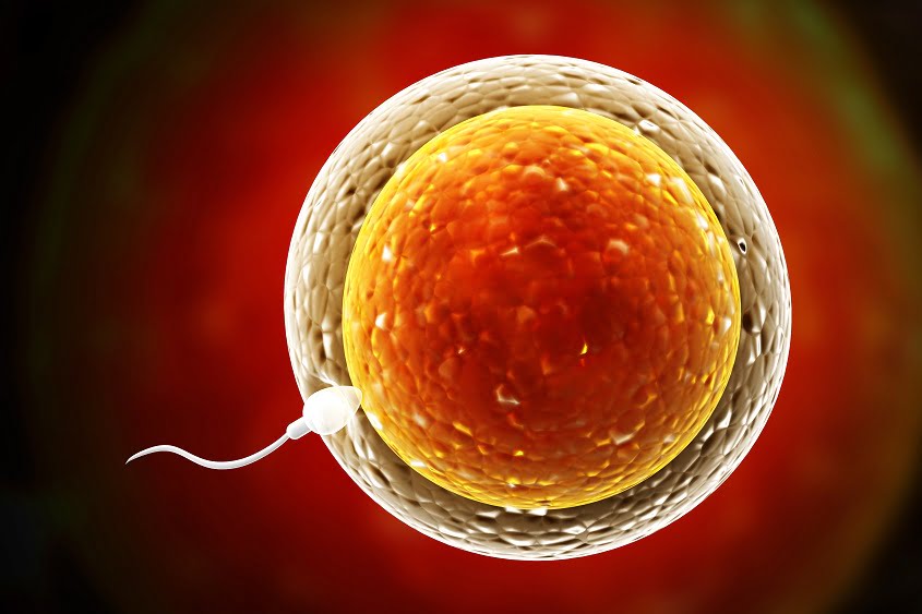 Ovulation process