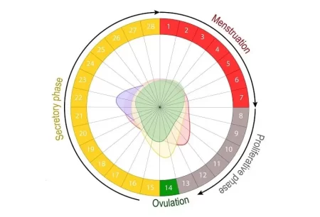 Ovulation Window