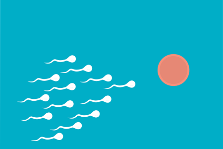 Fertilization sperm