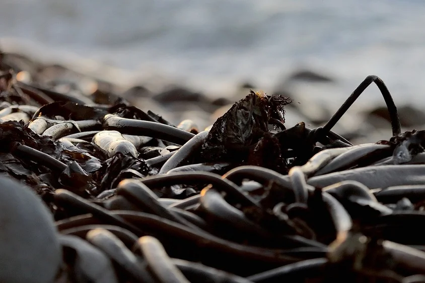 Kelp Powder Health Benefits