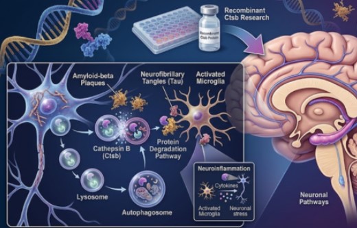analyzing Cathepsin B recombinant protein in Alzheimer's disease research using molecular biology techniques and brain cell models.