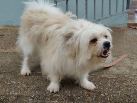 What Jonesville Families Should Know About Dog Bite Claims white pet dog