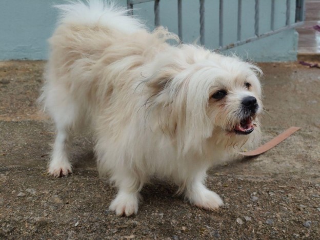 white pet dog